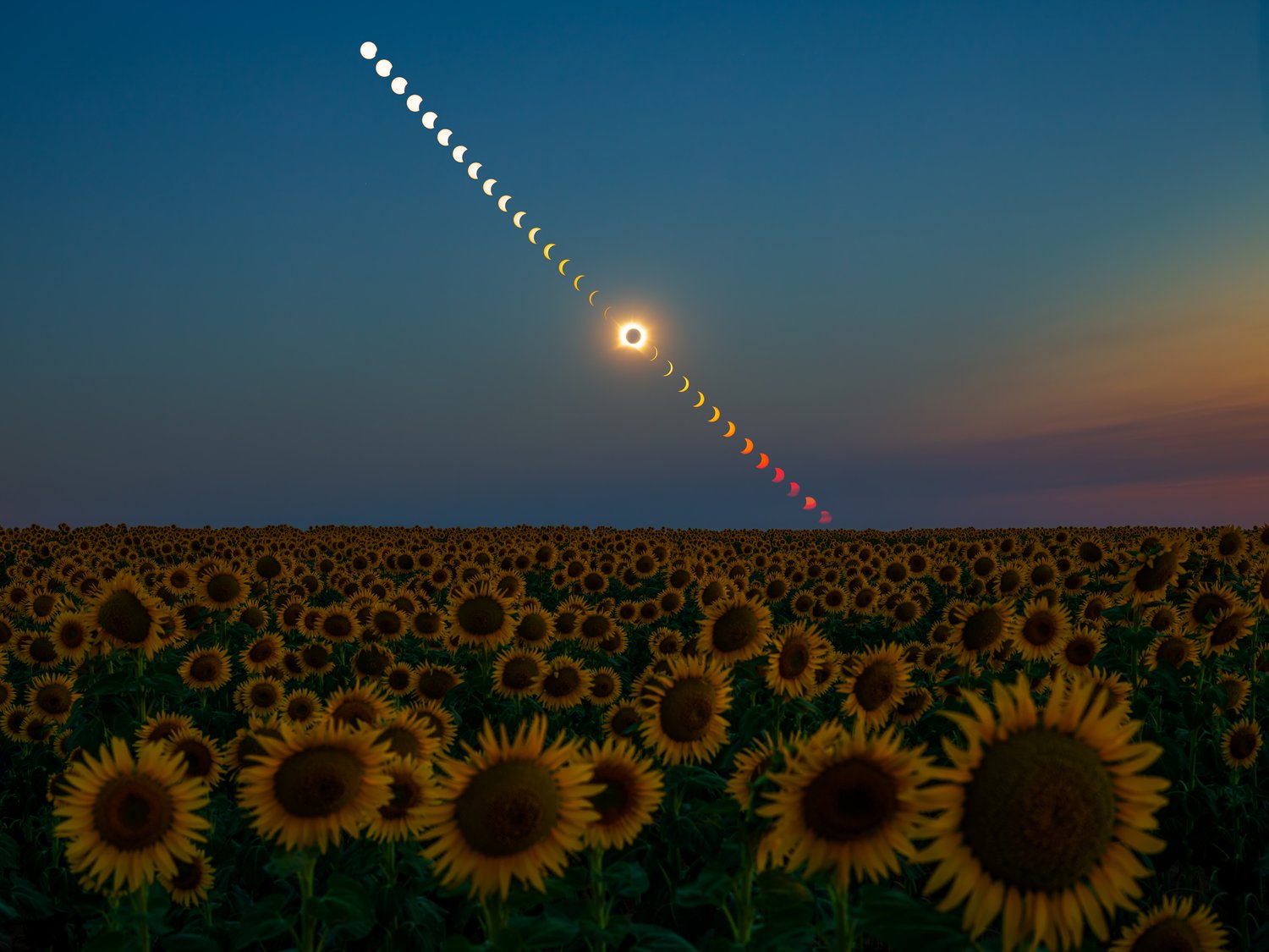 Spain 2026 total solar eclipse sunflower field flowers landscape minimalist photography 4 horizontal phases