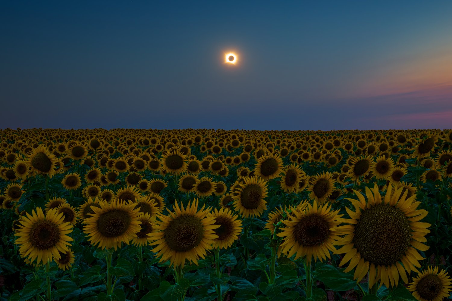 Spain 2026 total solar eclipse sunflower field flowers landscape minimalist photography 10 horizontal focus stack
