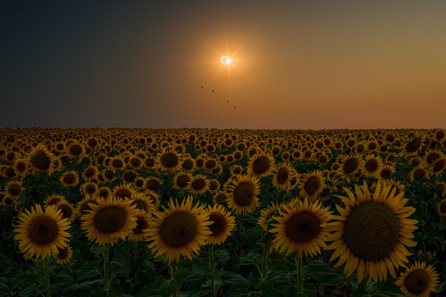 Spain 2026 total solar eclipse sunflower field flowers landscape minimalist photography 13 warm focus stack
