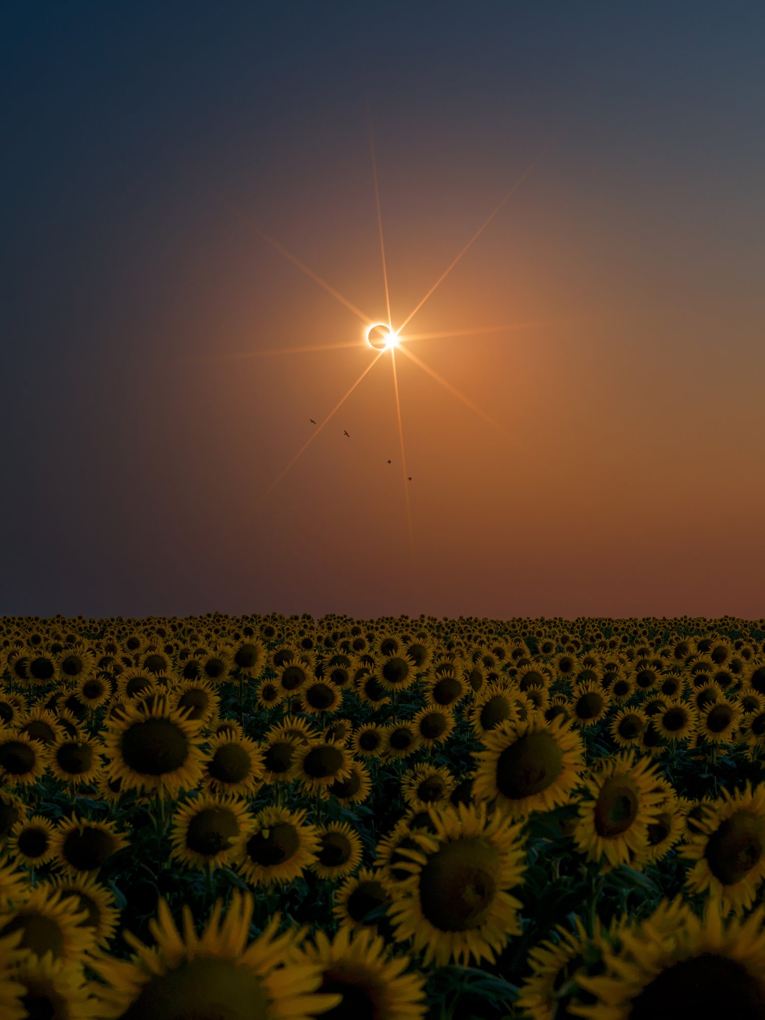 Spain 2026 total solar eclipse sunflower field flowers landscape minimalist photography 3 birds