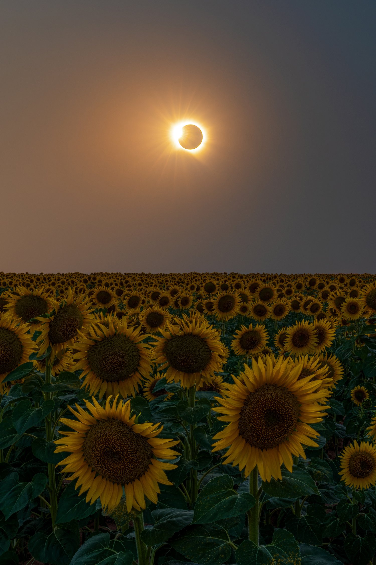 Spain 2026 total solar eclipse sunflower field flowers landscape minimalist photography 11 vertical a7r5