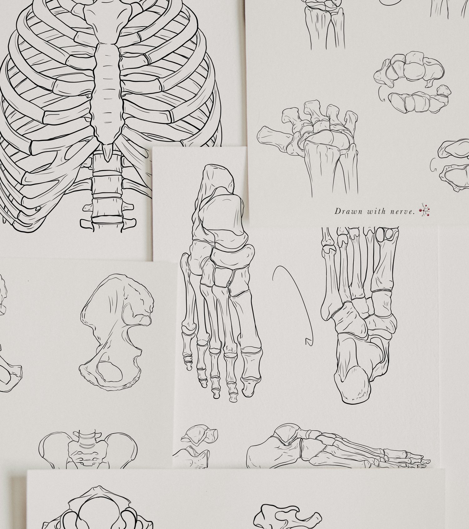 anatomy drawings