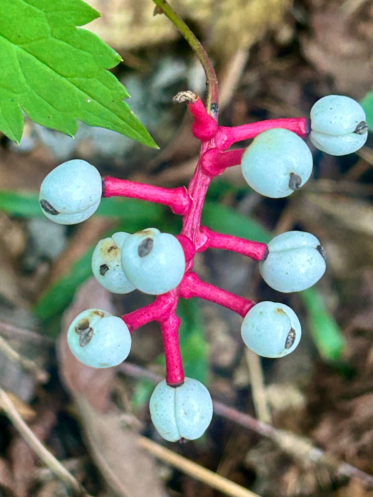 White Baneberry: The Beautiful but Toxic Woodland Herb You Should Know