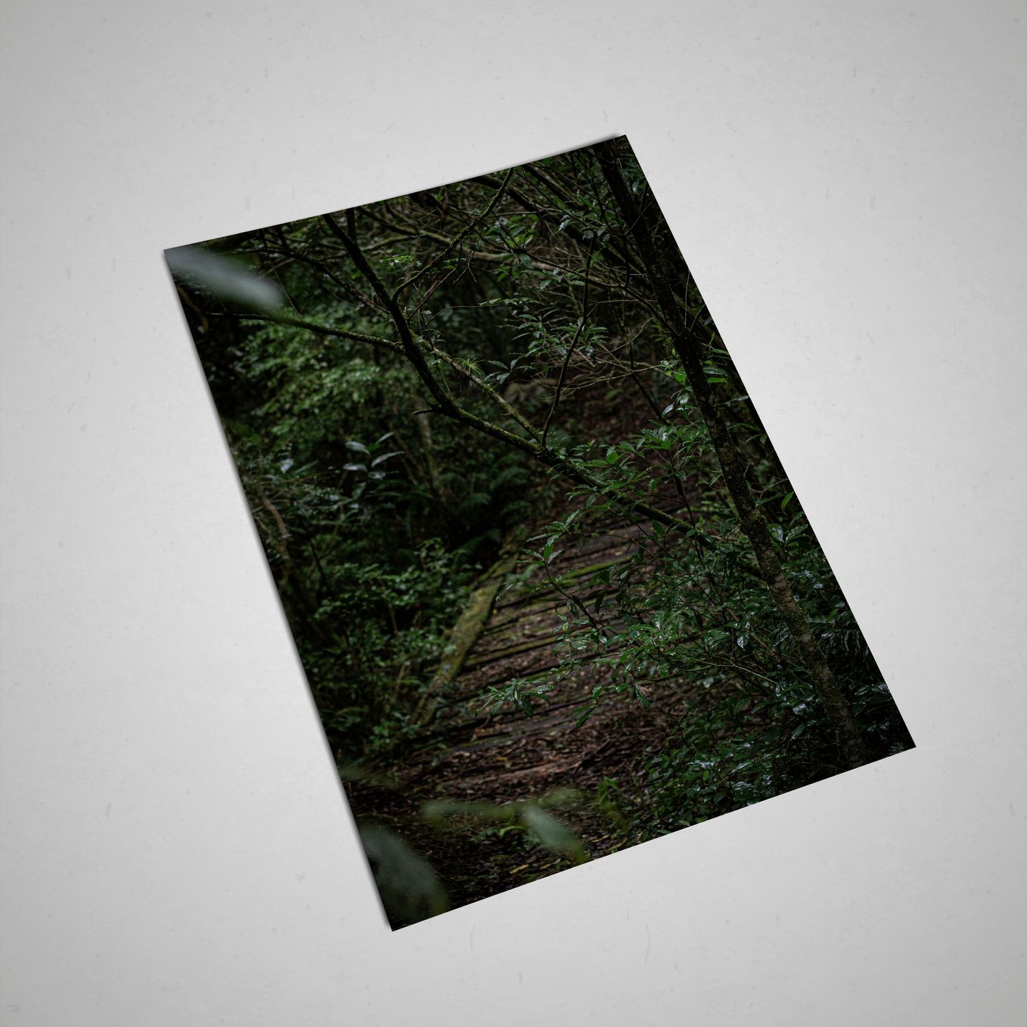 A fine art photograph of a hidden path surrounded by lush forest. A high-resolution digital download and printable wall art inspired by nature, stillness, and quiet exploration.