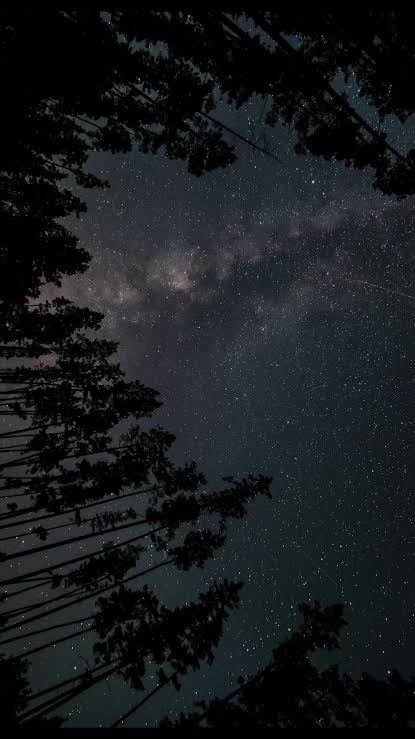 Star-filled night sky and Milky Way viewed through tall forest trees, representing astrology, birth charts, zodiac signs and celestial spirituality.”