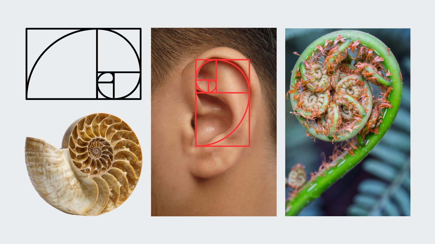 The Fibonacci sequence