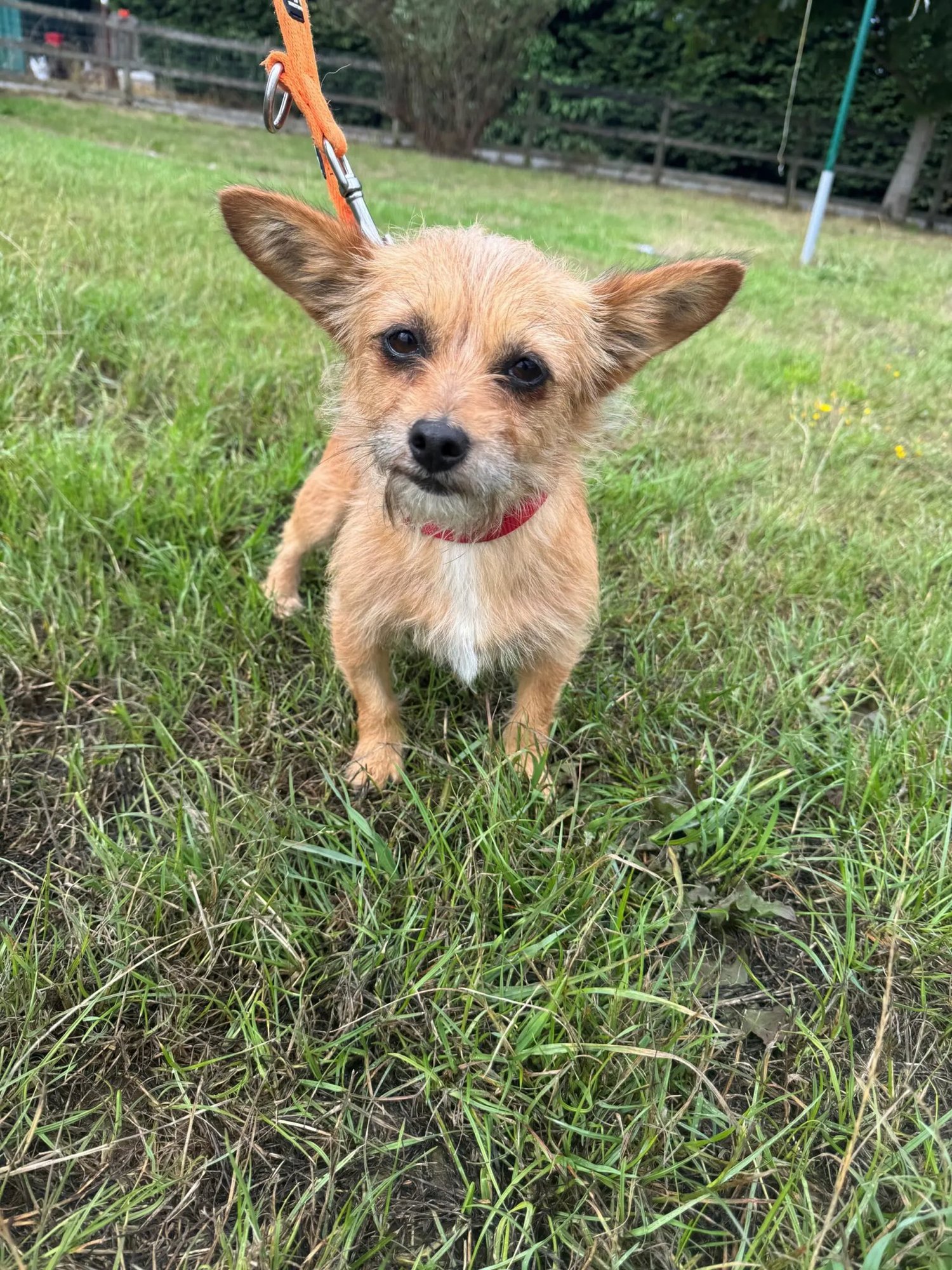 Poppy Is Almost Ready for Her Forever Home