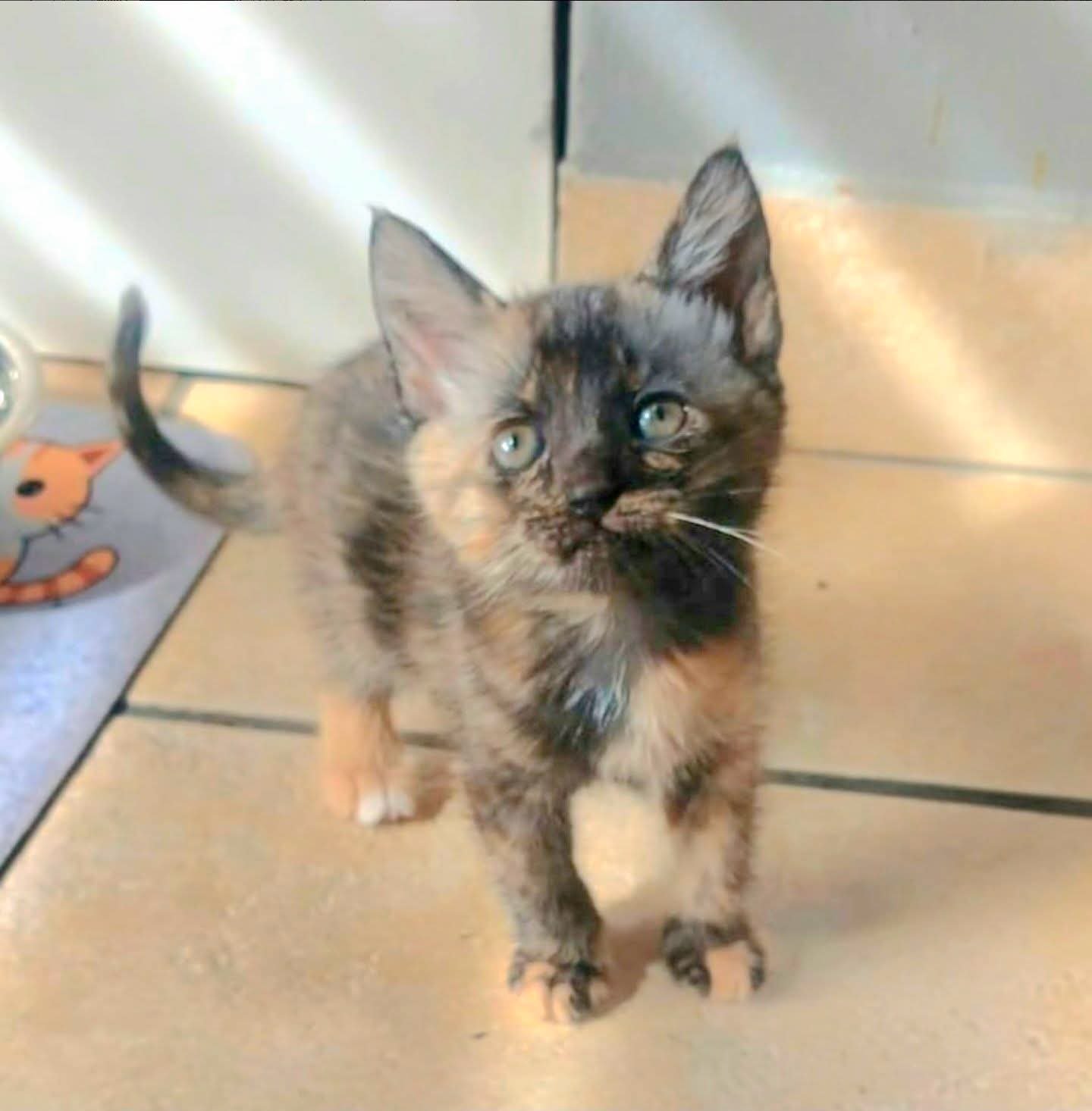 Elodie, a 6-week-old rescue looking for a loving forever home through The Animal Rescue Organization