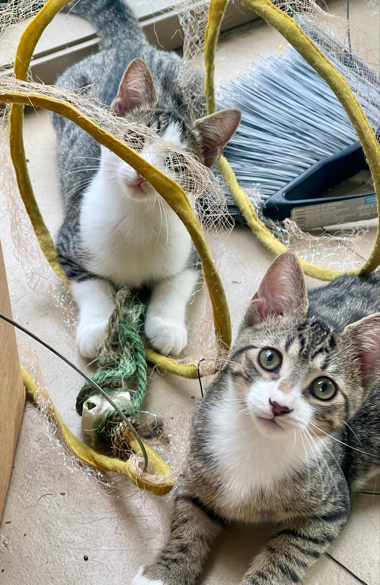 Marlow and Finch celebrating their adoption and forever home