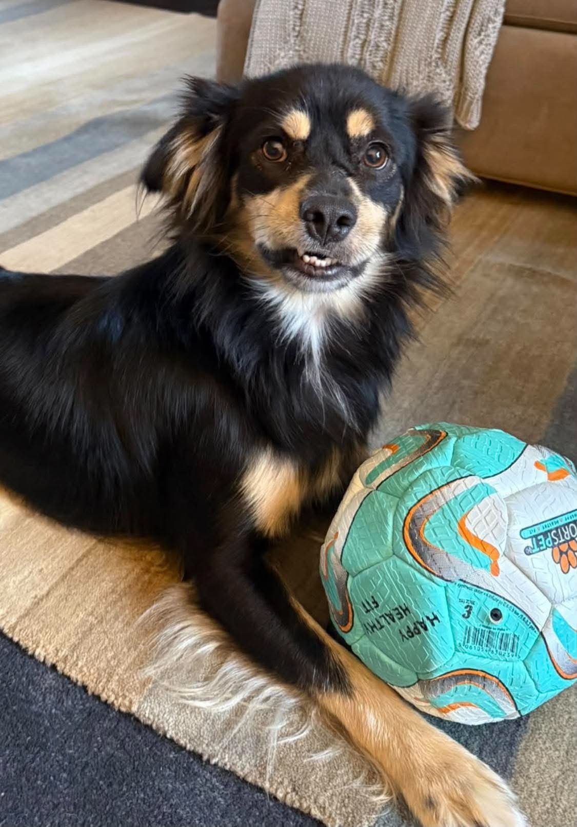 Monty has officially found his forever home. Read his heartwarming adoption update and discover how you can help another rescued animal find their own happy ending.