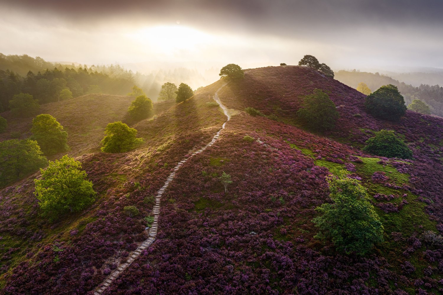 Sindbjerg og Stovbjerg landscape photography silkeborg denmark heather lyng sunrise sunbeams 1