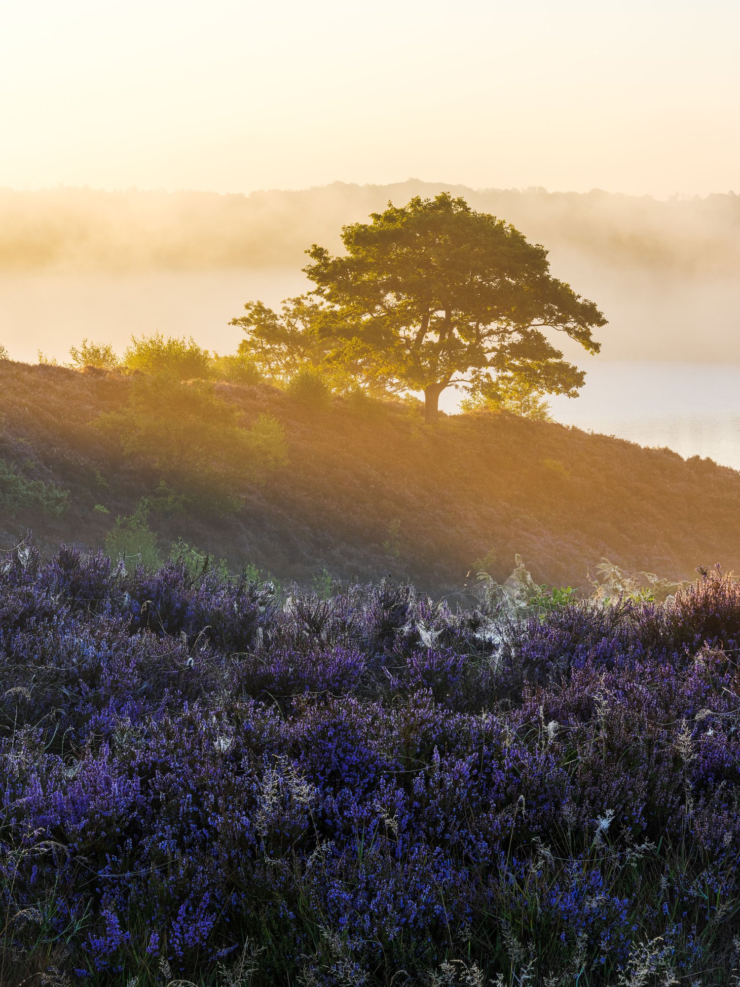 Dollerup Bakker hills denmark heather landscape photography blue hour tree