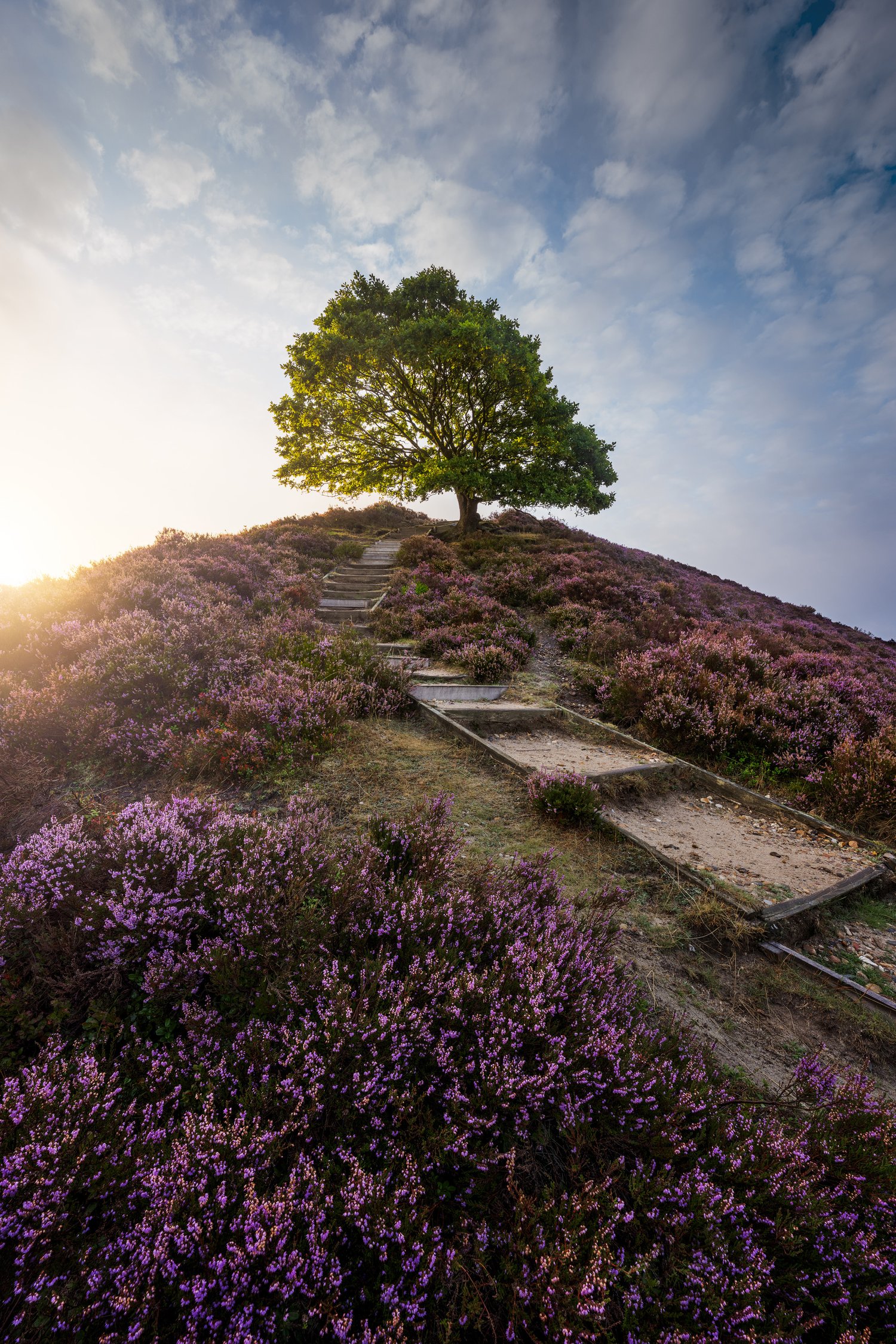 Sindbjerg og Stovbjerg landscape photography silkeborg denmark tree sunrise 1