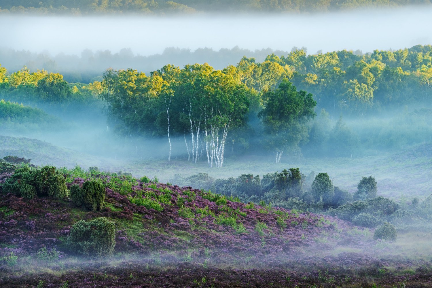 Ø Bakker Danish landscape photography heather lyng ling morning sunrise fog atmosphere 1