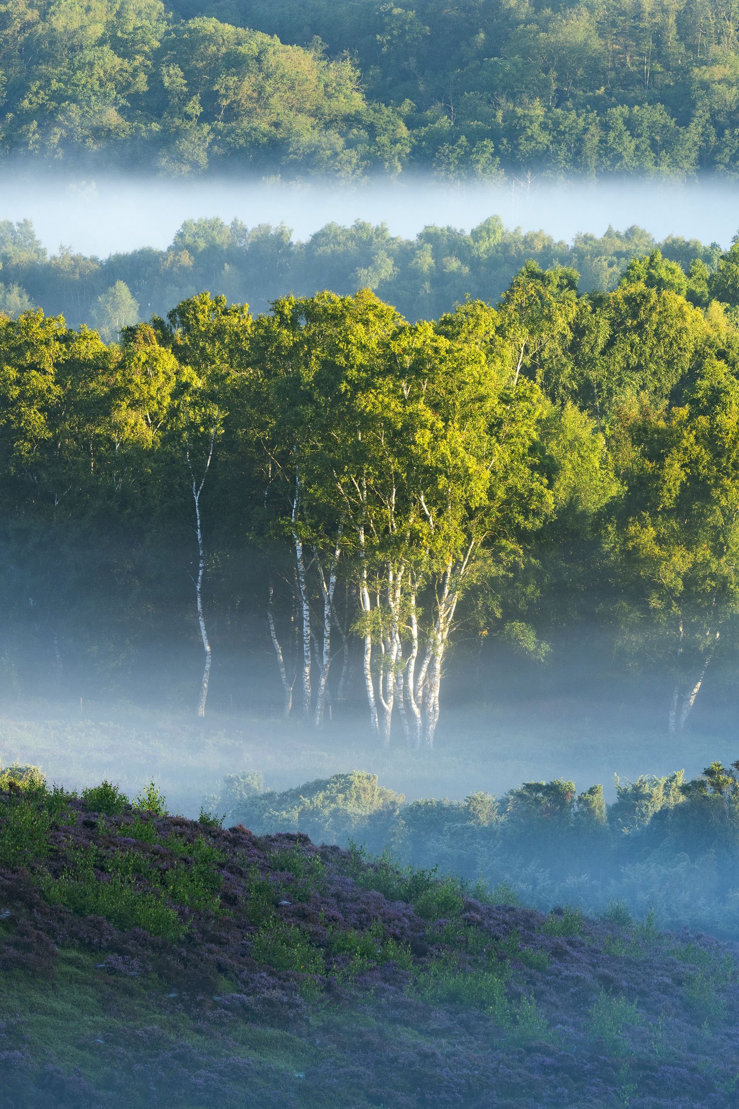 Ø Bakker Danish landscape photography heather lyng ling morning sunrise fog atmosphere 21