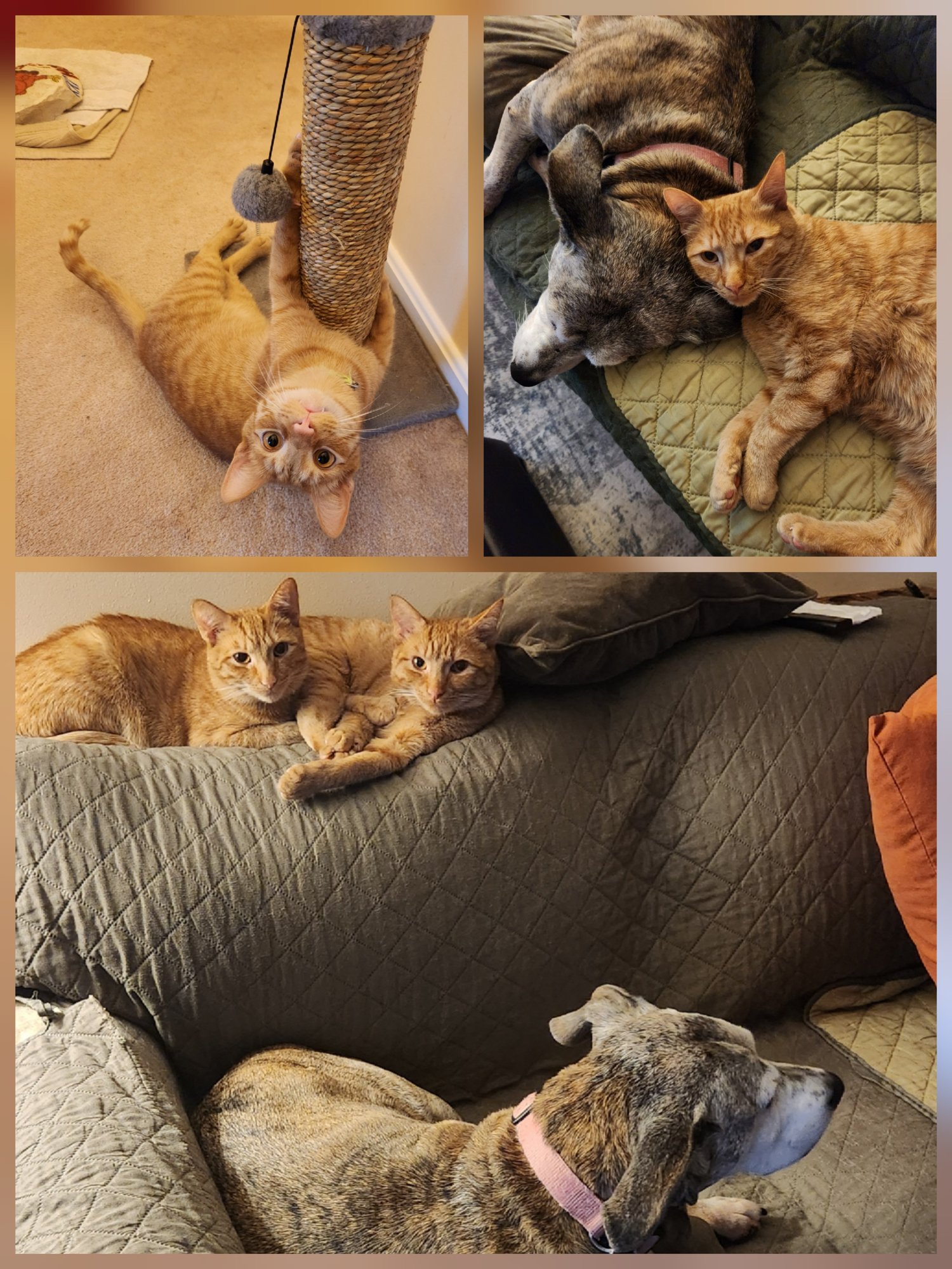 Milo and Jasper have found their forever home, complete with cozy couch snuggles and a canine best friend. Read their heartwarming rescue and adoption update from The Animal Rescue Organization.