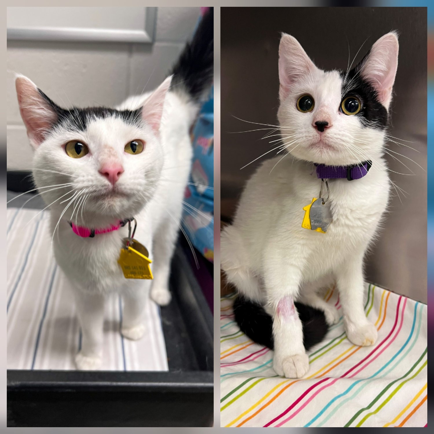 Juniper and Marlowe were found abandoned inside a discarded duffel bag and covered in what appeared to be bleach. Read how compassion, veterinary care, and love gave these two rescue kittens a remarkable second chance.