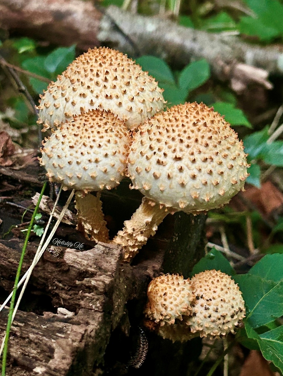 Sharp-Scaled Beauty of the Forest: Discovering Pholiota squarrosoides