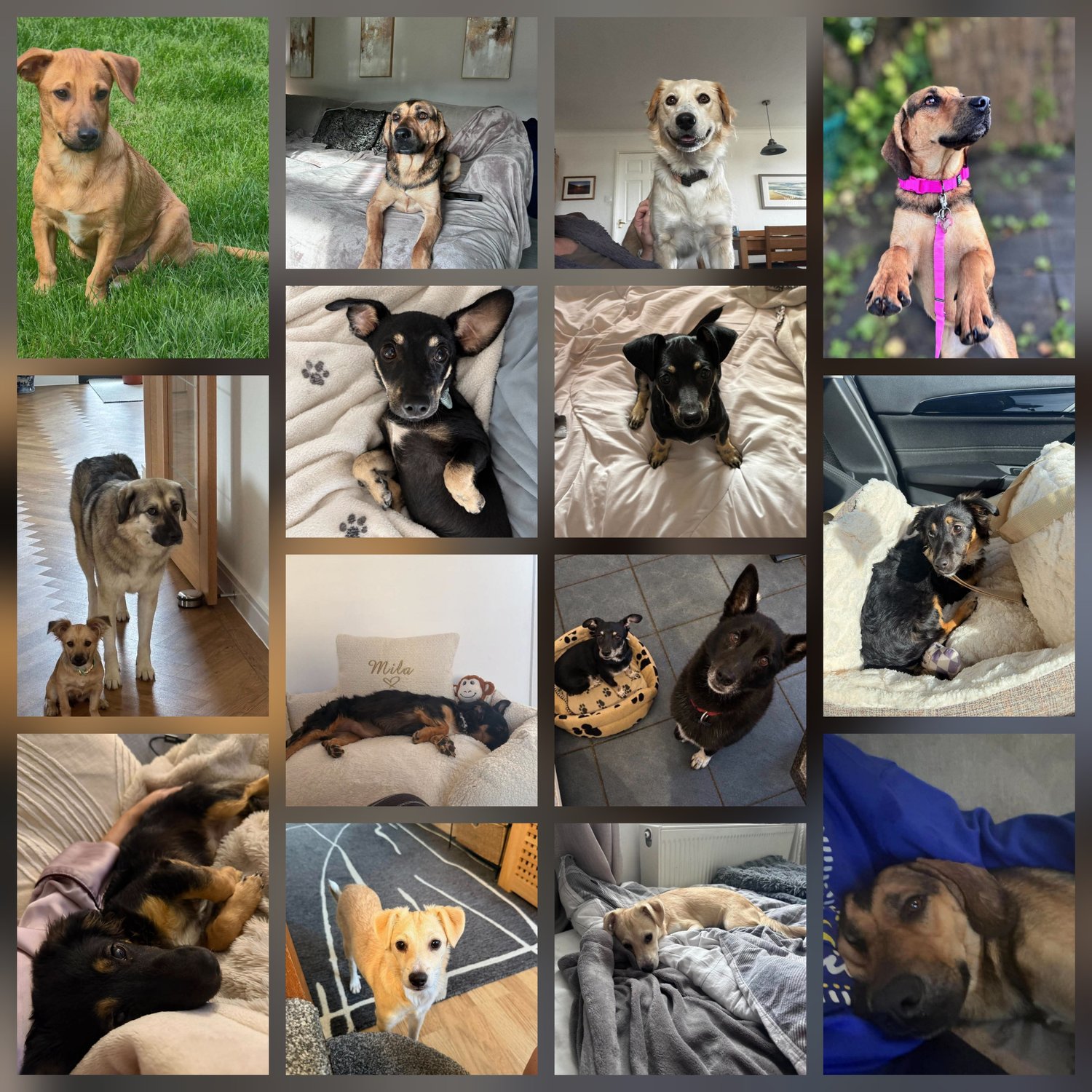 Seven shelter dogs complete our busiest transport of the year and begin wonderful new lives with loving families in Florida and California.