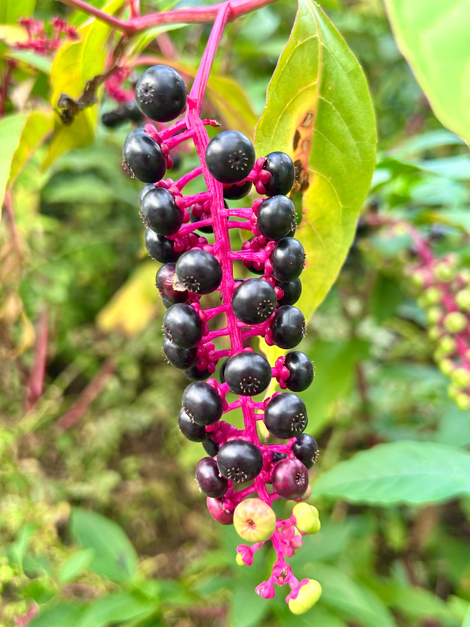 American Pokeweed: The “Toxic” Plant with a Fascinating Medicinal History