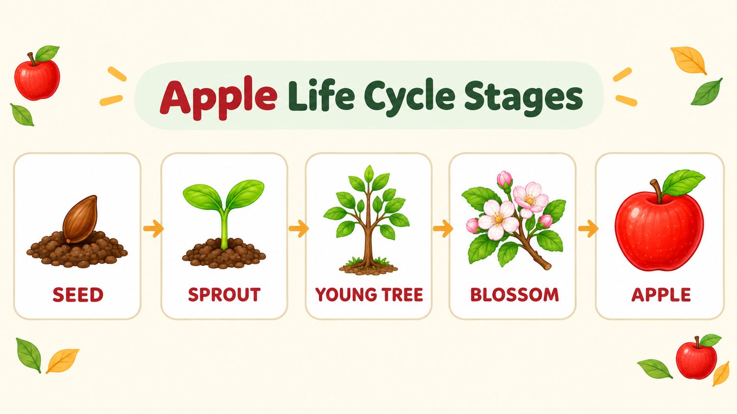 Apple Life Cycle Activities for Kindergarten | Fun Fall Science Ideas
