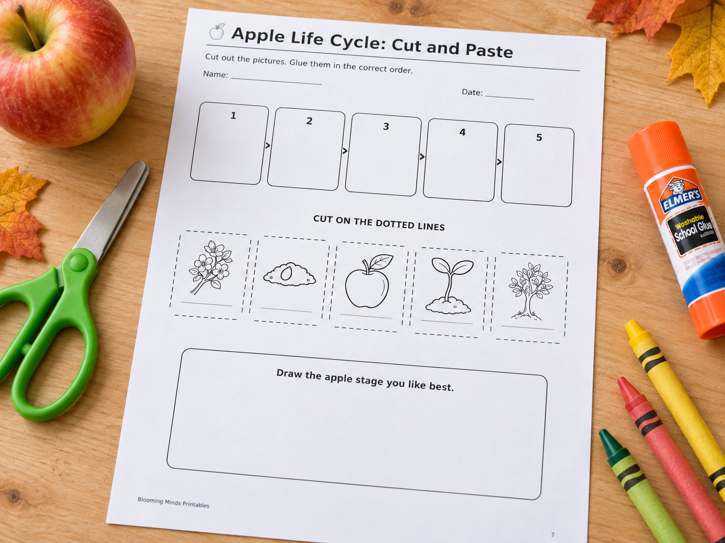 Apple Life Cycle Activities for Kindergarten | Fun Fall Science Ideas