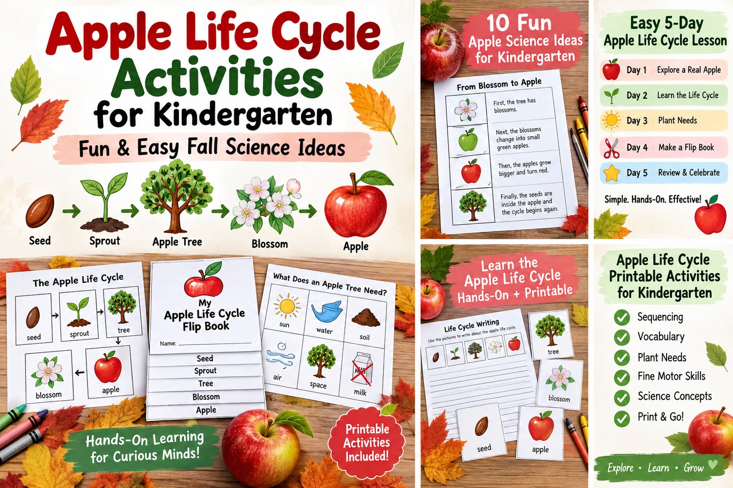 Apple Life Cycle Activities for Kindergarten | Fun Fall Science Ideas