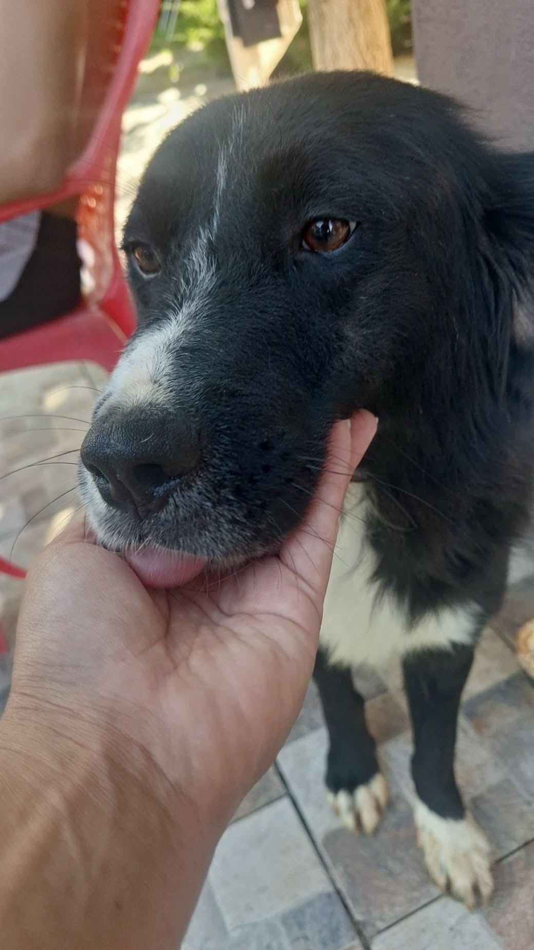 Shelter dog Jasper is preparing to travel to Germany, where a loving new life awaits him thanks to his devoted caregiver and generous supporters.