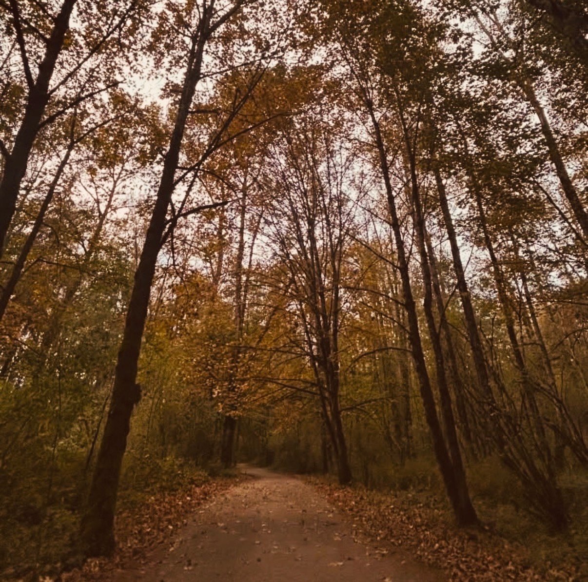 A quiet gravel pathway winding through tall trees in autumn, with leaves turning shades of orange, red, and brown.