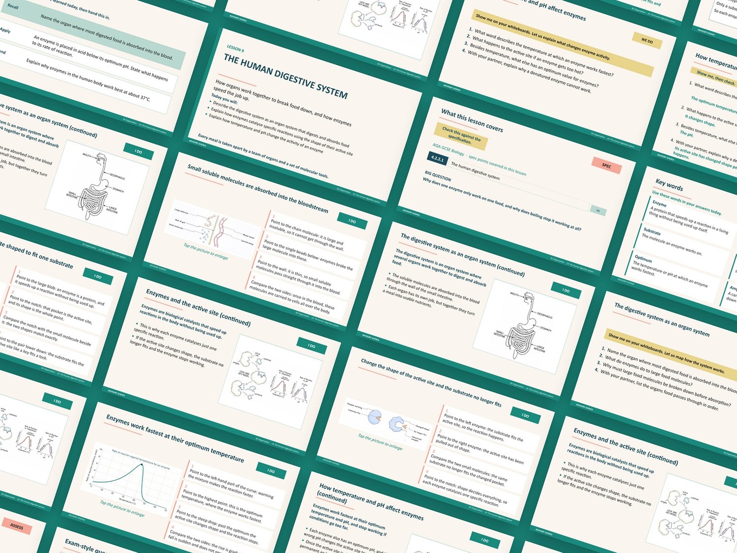 AQA GCSE Biology 8461 Complete Course | 86 Ready to Teach Lessons with Topic Tests: preview page 2 of 9