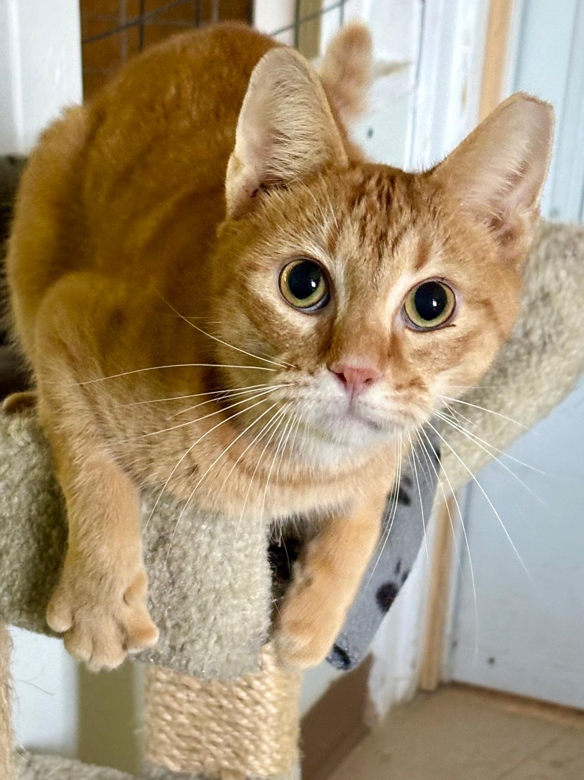 Tangerine, a sweet ginger cat who arrived with a urinary blockage, has made a full recovery and found his forever home. Read his heartwarming rescue story.
