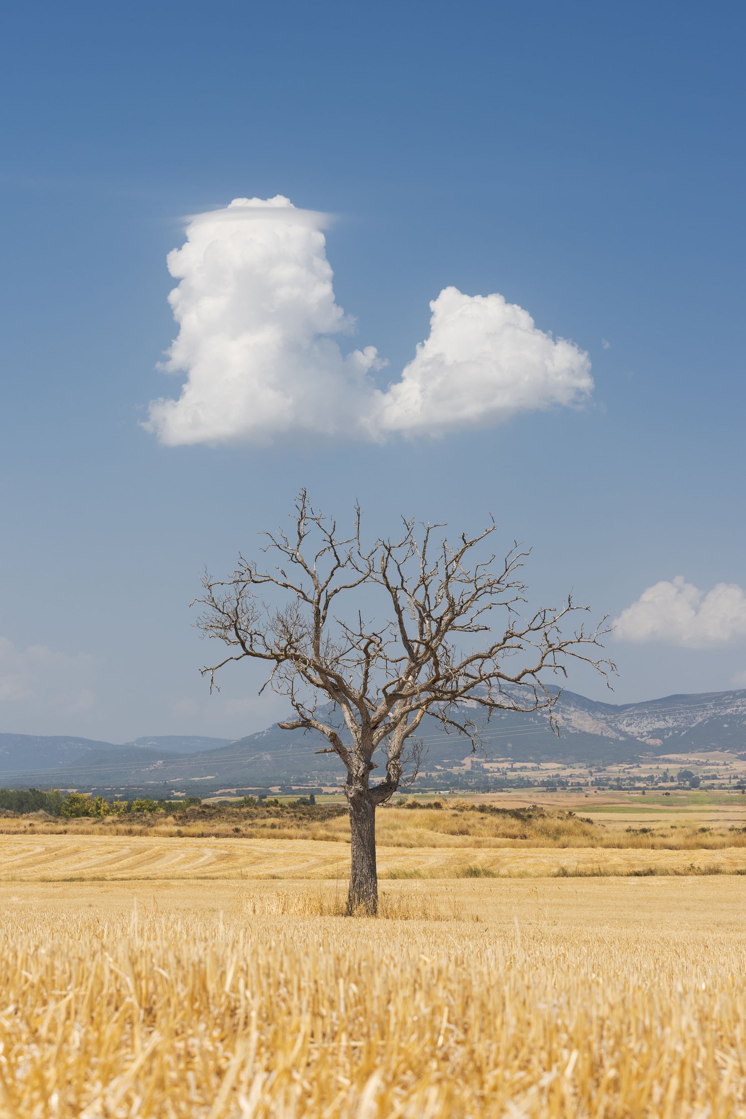 Spain field cloud lone tree landscape photography minimalism
