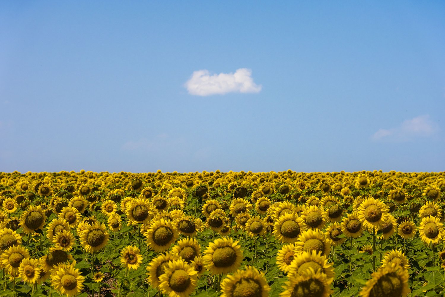 Spain sunflower field flowers landscape photography 3