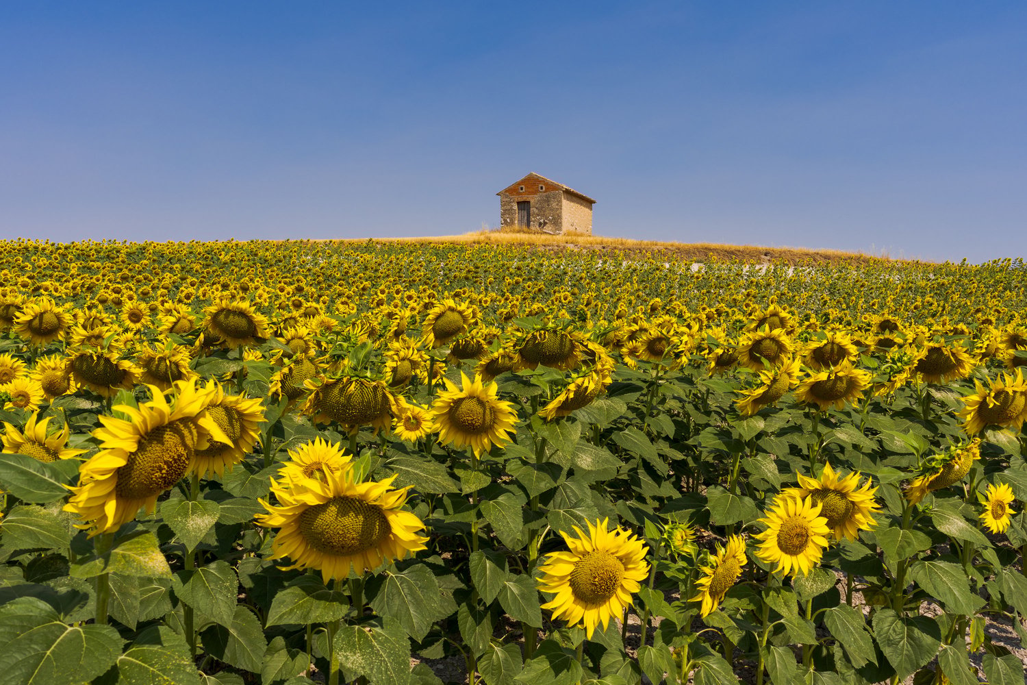 Spain sunflower field flowers landscape photography 2