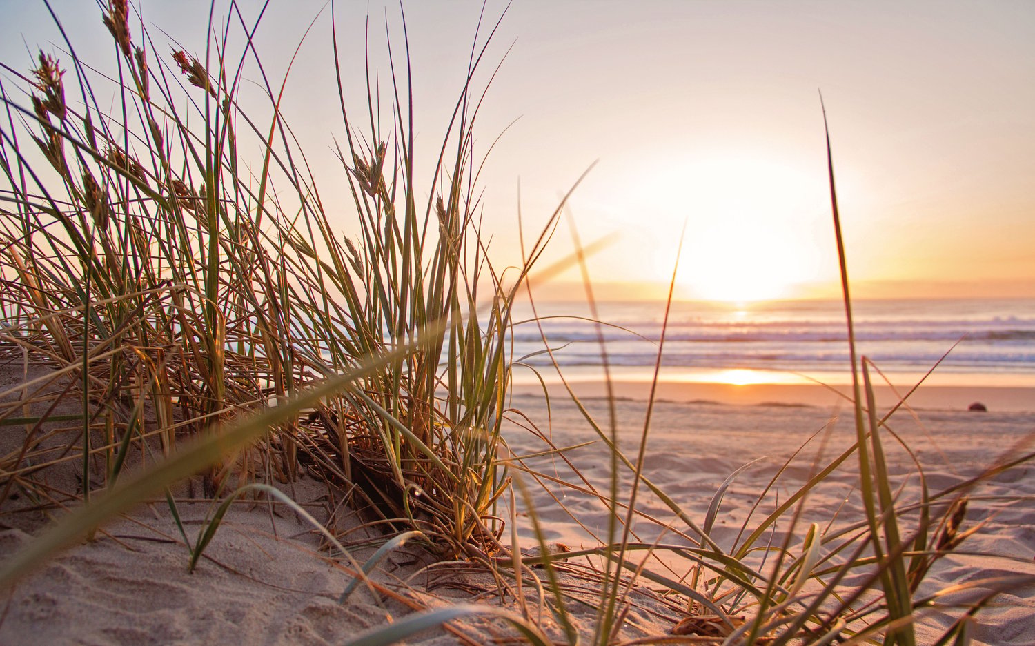 sea oats at sun rise