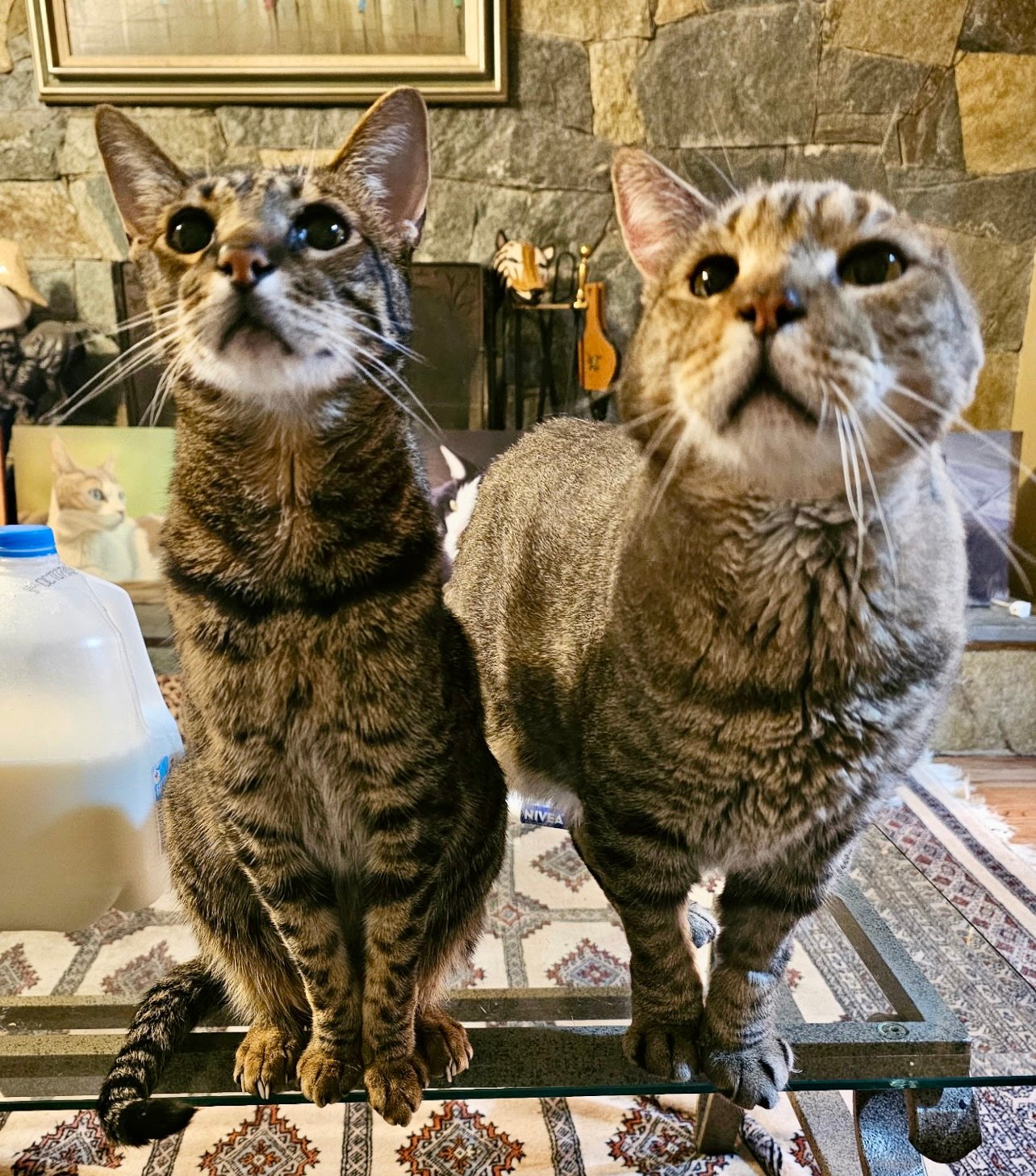 Meet Winston and Oliver, two lovable brothers enjoying life together. Discover Winston’s progress following ear cancer treatment and the joy of finding a loving forever home.