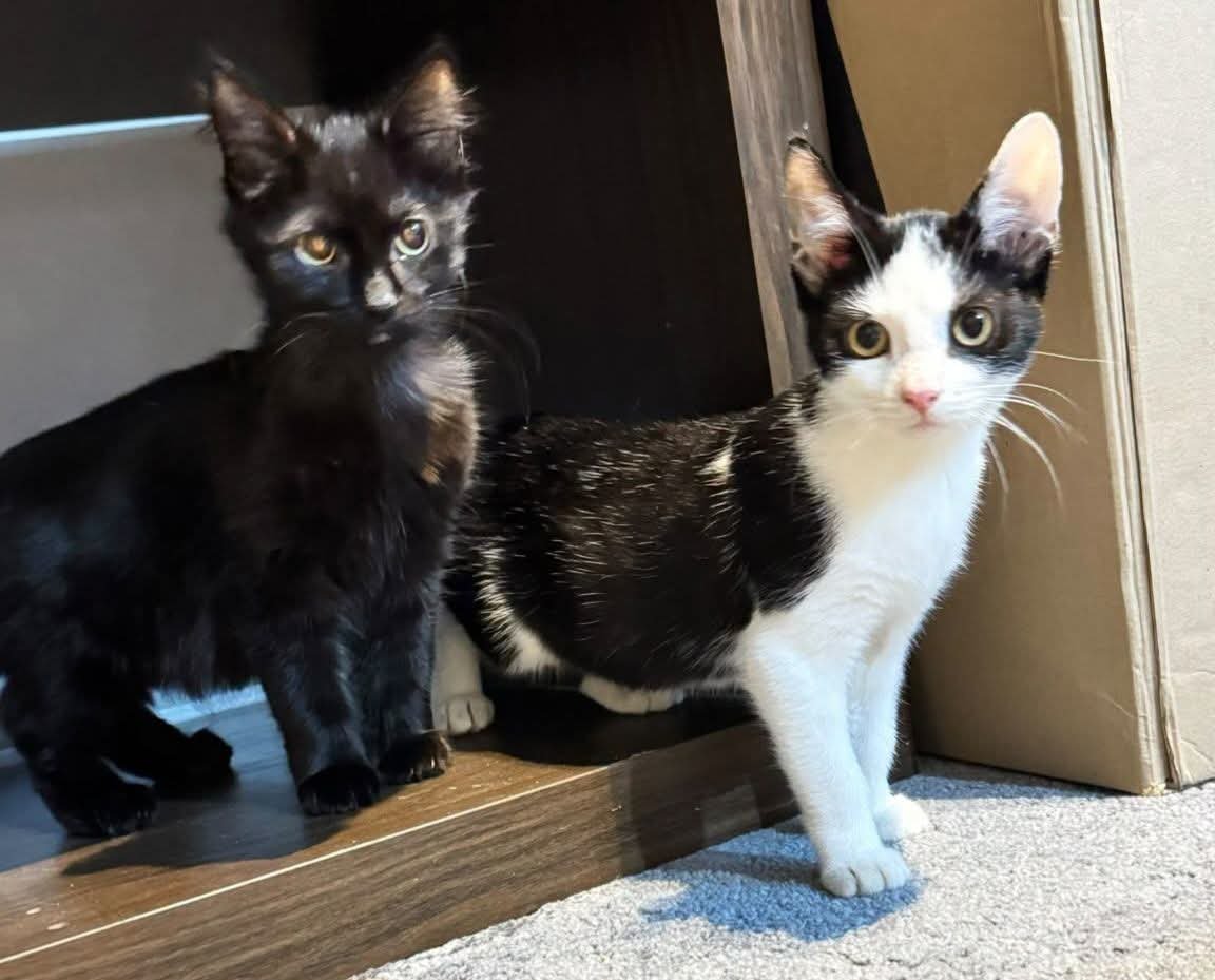 Read the latest Operation Black Panther rescue update as Pumpkin, Parsnip, Broccoli, Celery, and other rescued cats settle into loving foster homes.