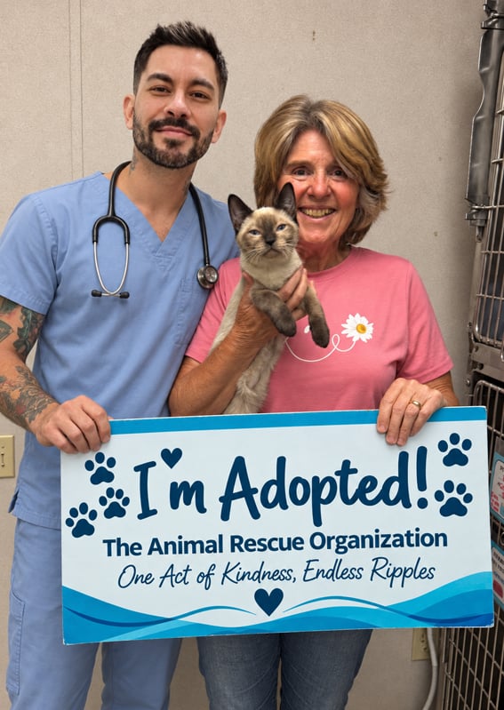 Read Oliver's heartwarming rescue story and discover how this sweet Siamese kitten found love, trust, and a forever home through adoption.