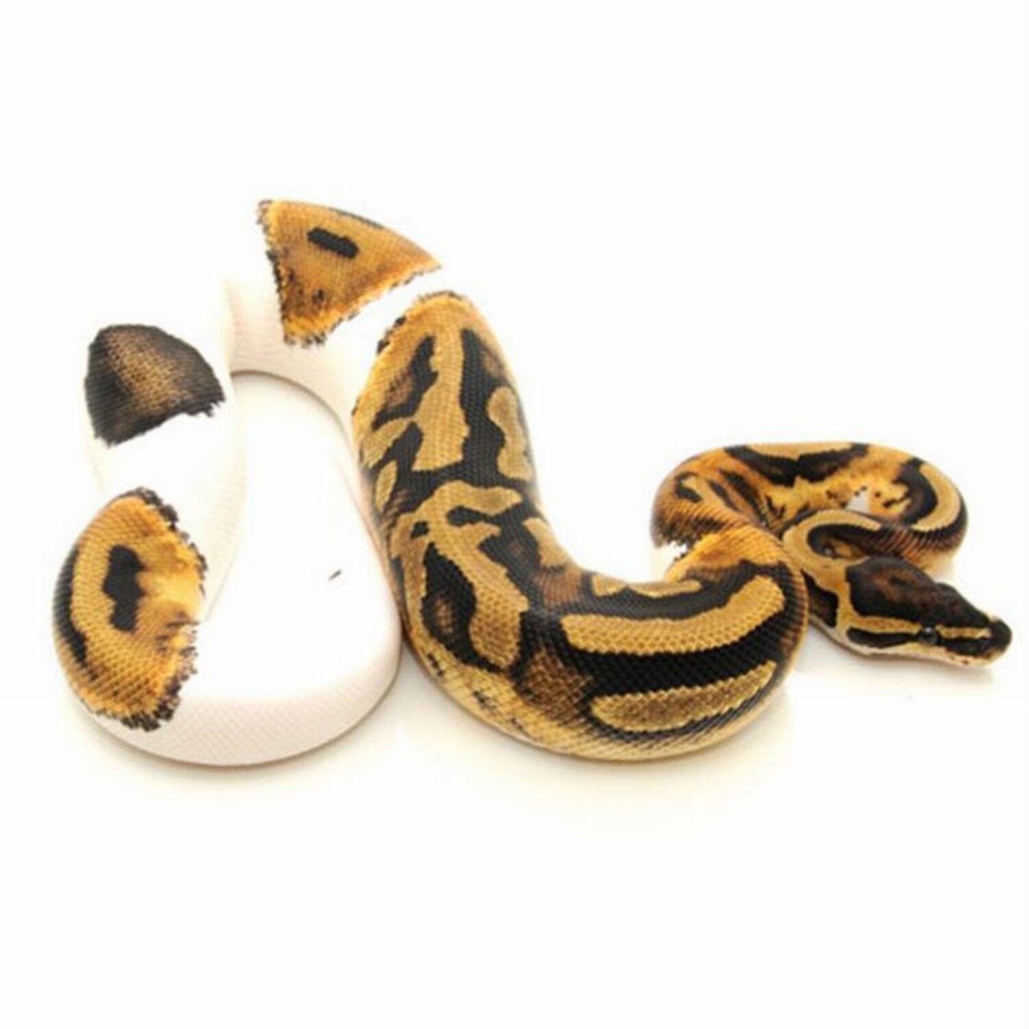 Piebald ball python - Pet Supermarket