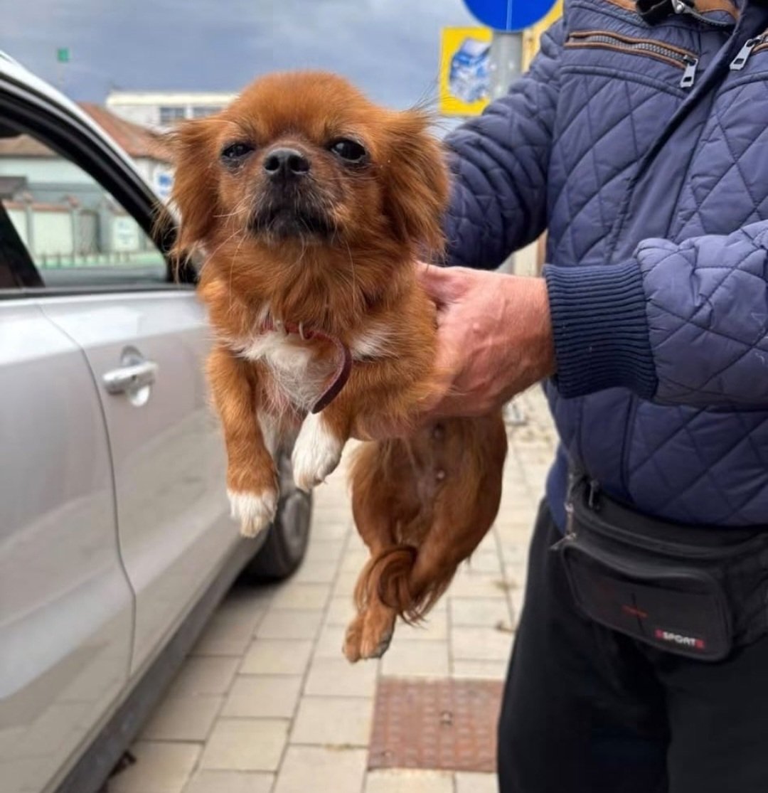 Pippa weighs less than 2 kg and was abandoned on the streets, still wearing her collar. Now she is safe, receiving veterinary care, and waiting for the loving family she deserves.