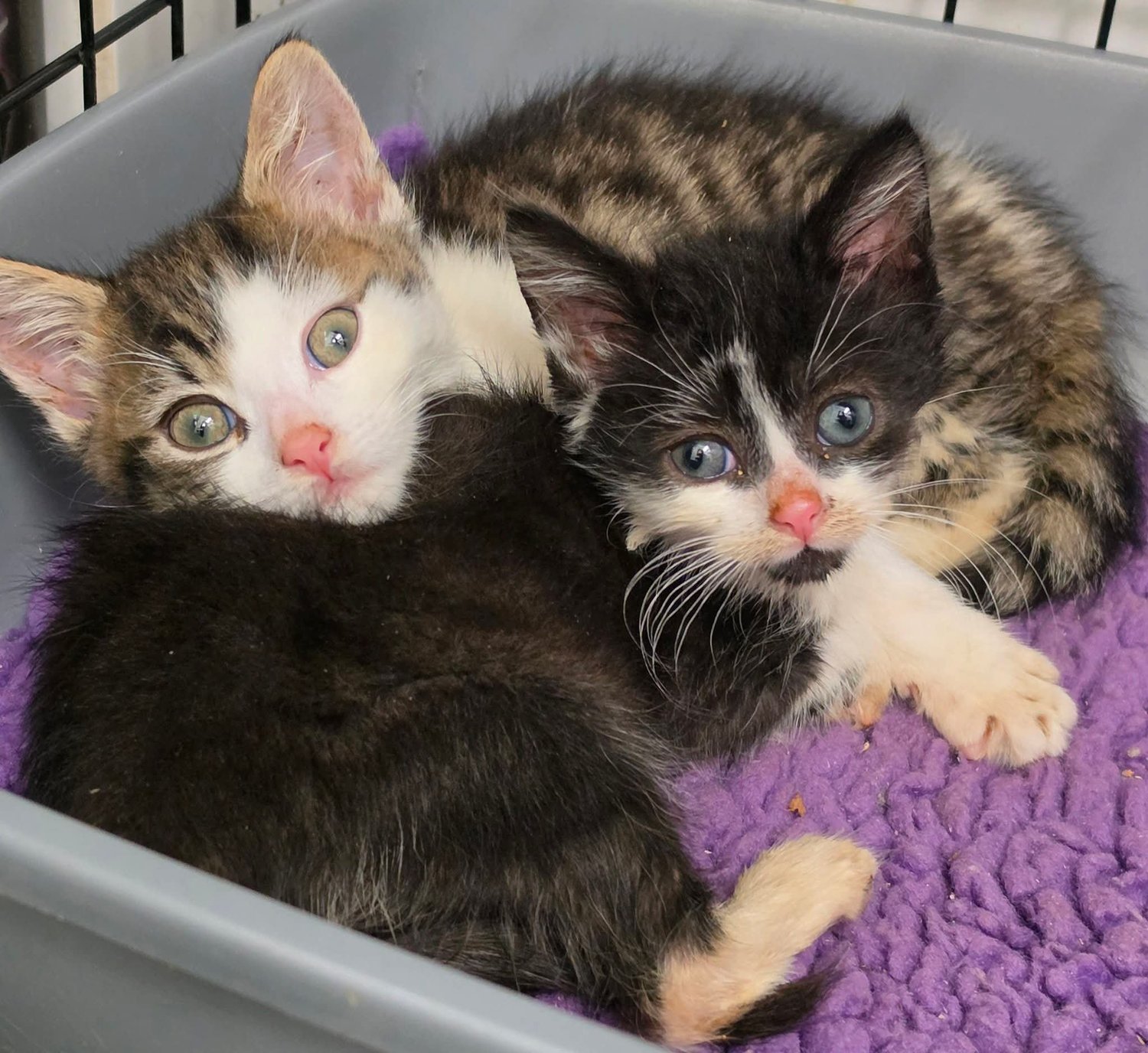 Follow Marmalade and Gouda’s incredible recovery seven weeks after a 14-foot fall left them with five broken legs between them. See how these brave little survivors are thriving.