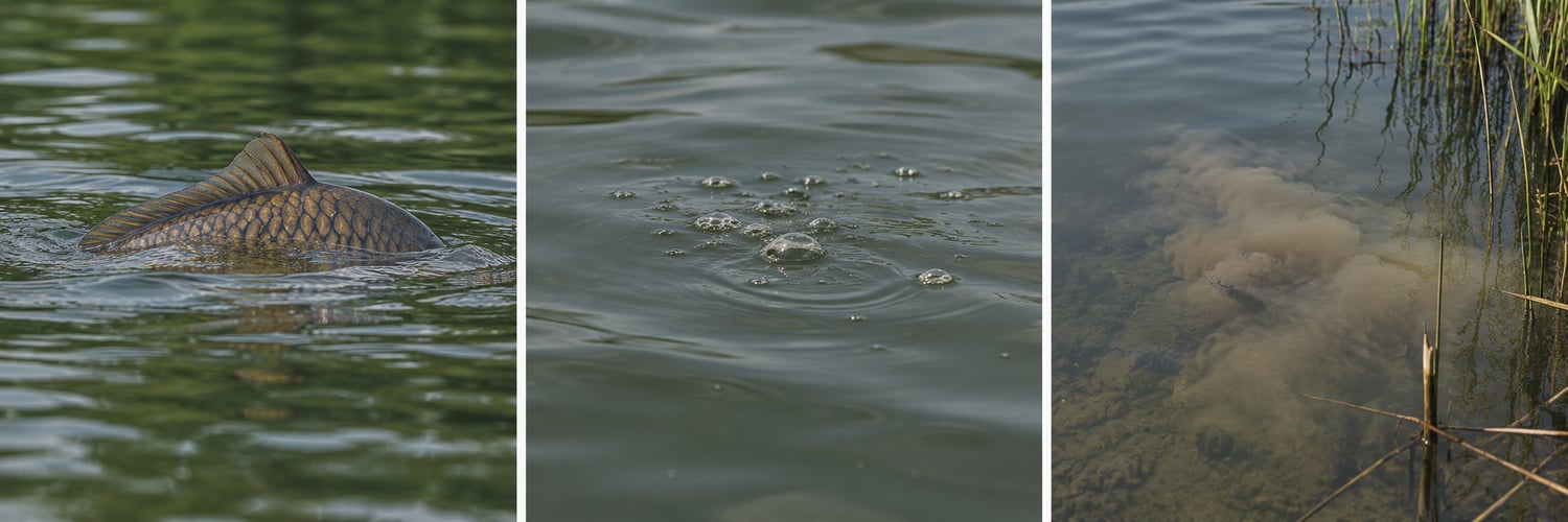 Illustrations of a showing carp, bubbles and disturbed water as possible clues when watching a lake