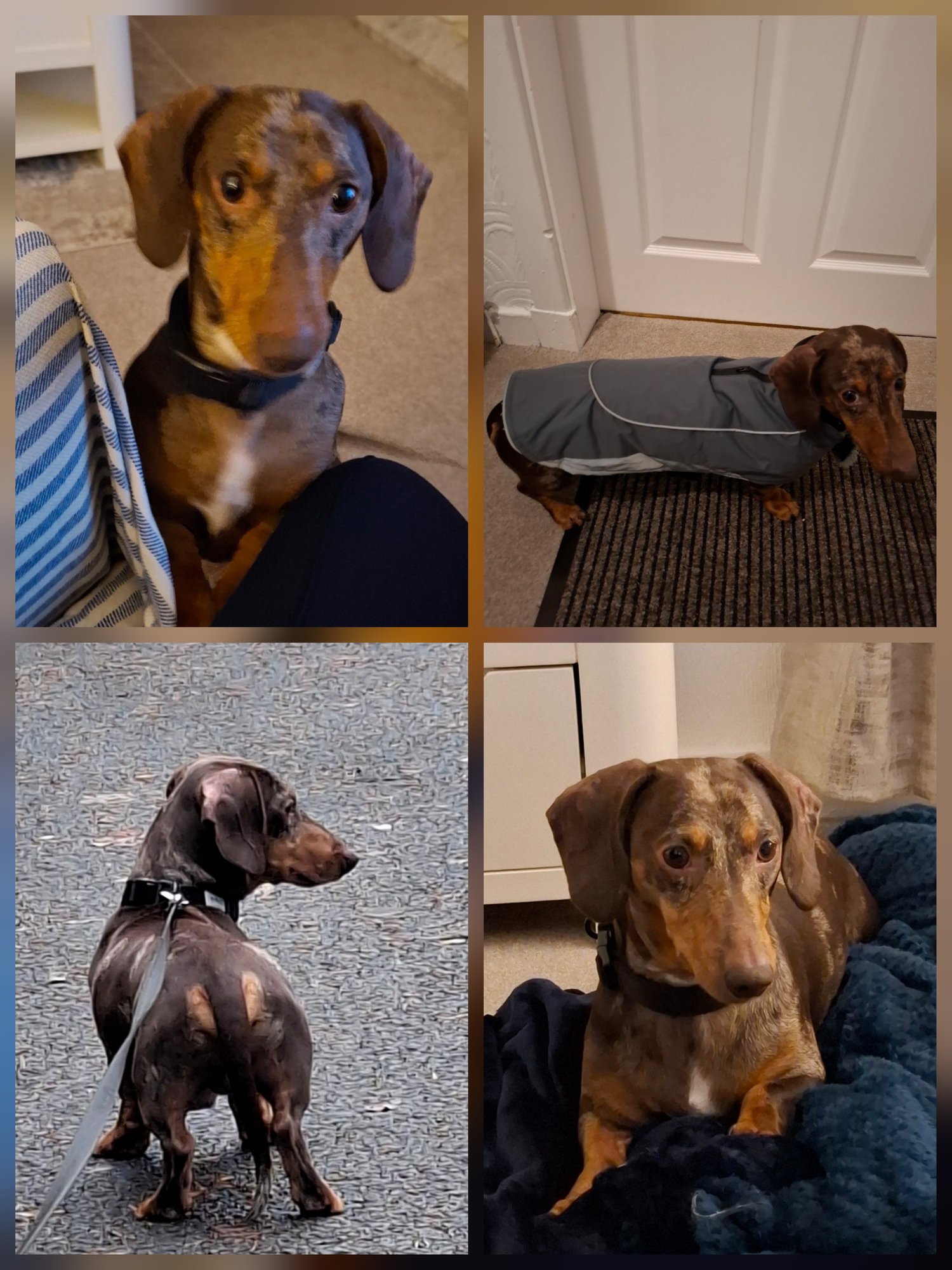 Bramble is settling into his loving new home! Discover how this rescued dog is beginning a new chapter, even if he isn’t quite a fan of his new coat.