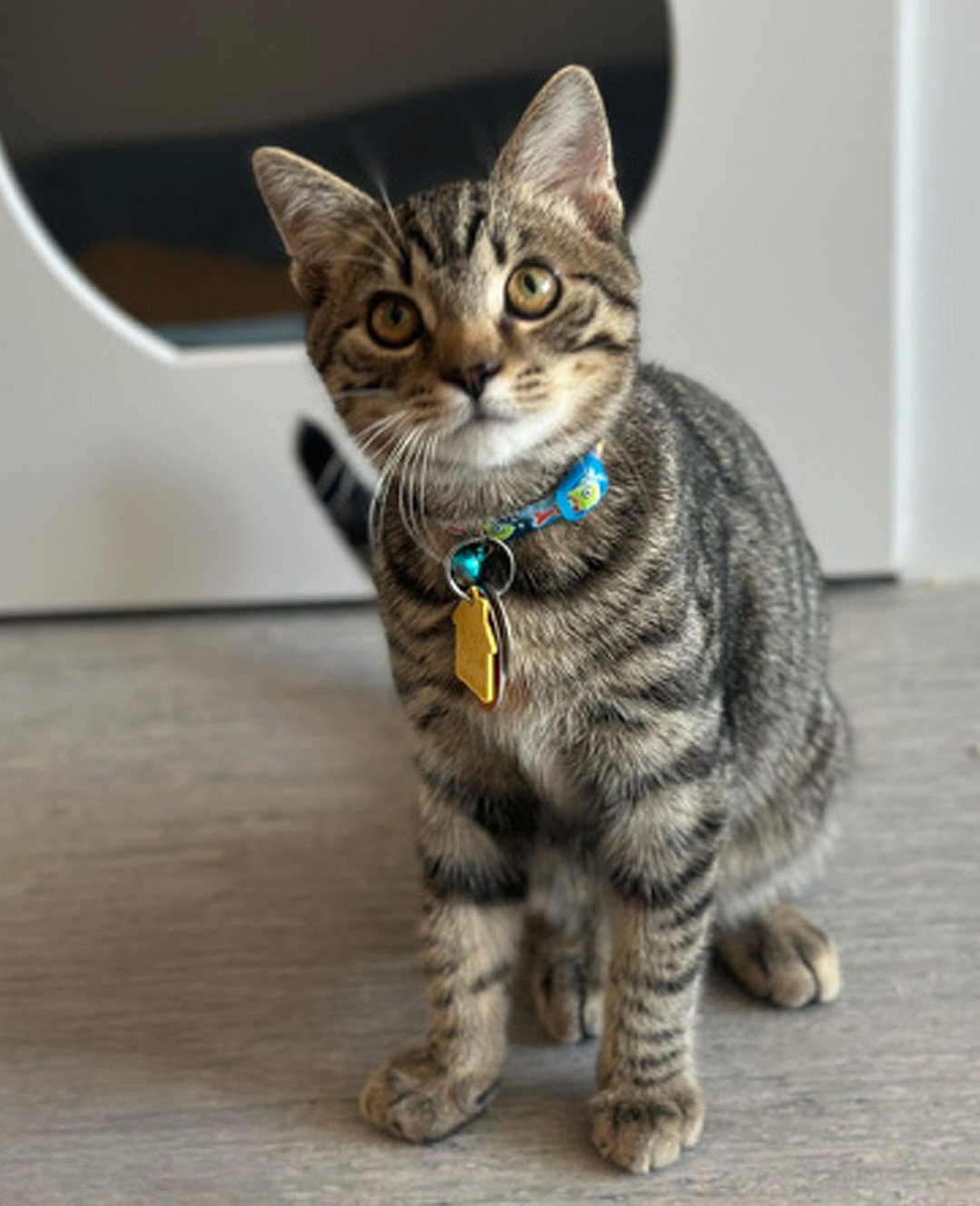 Meet Archie, an adorable five-month-old tabby kitten from West Virginia who loves playtime and making friends. Discover his rescue story and help him find a loving forever home.