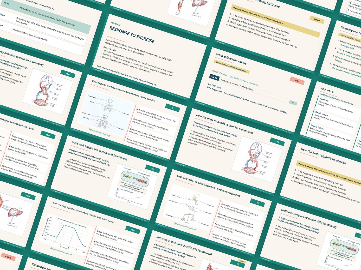 Bioenergetics Lessons PowerPoint | AQA GCSE Biology B4 8461, 7 Lessons: preview page 2 of 3