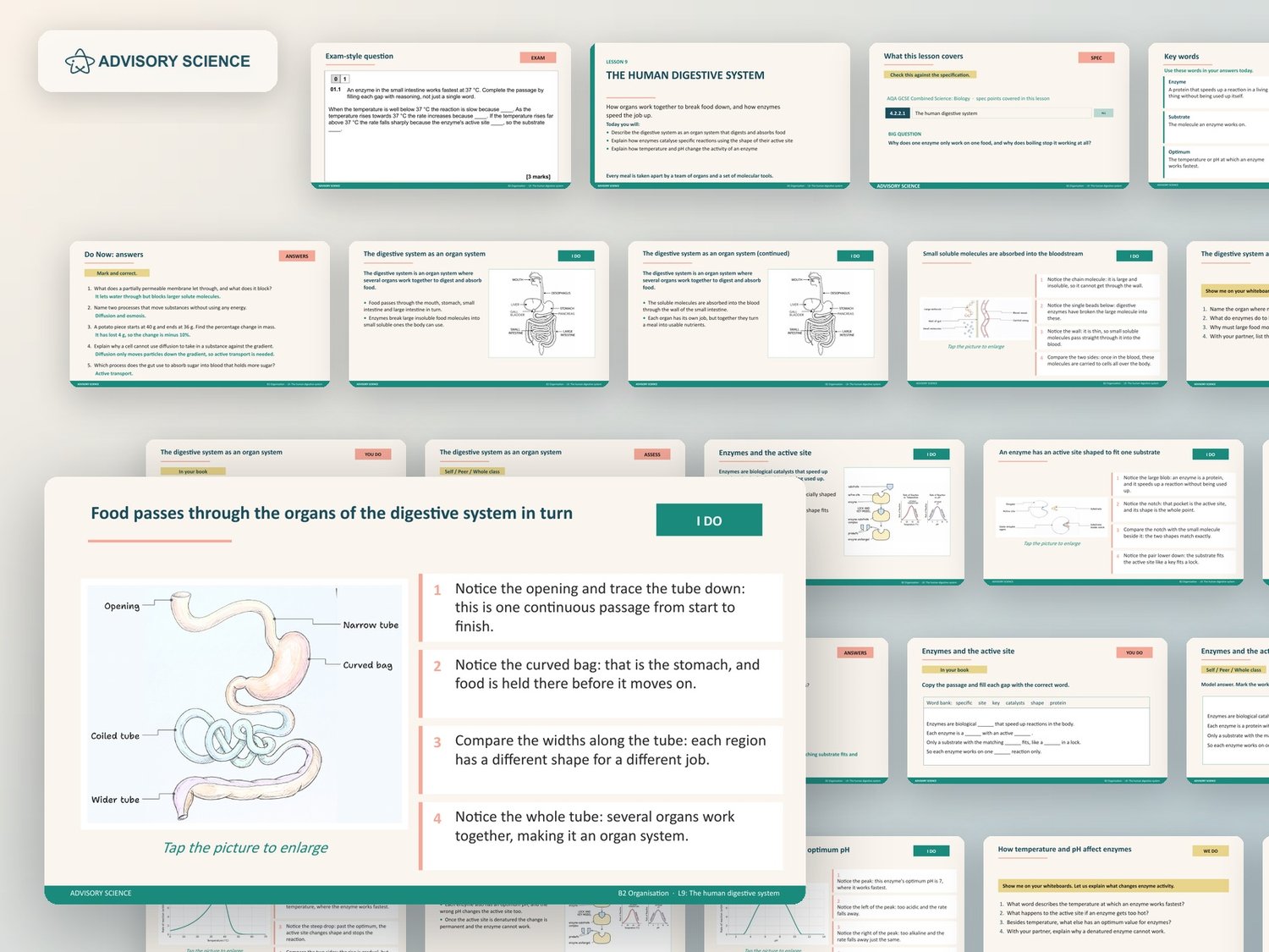 Organisation Lessons PowerPoint | AQA GCSE Combined Science Biology B2, 12 Lessons: preview page 3 of 3
