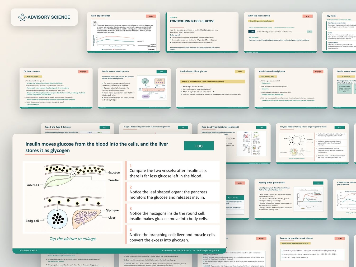 Homeostasis and Response Lessons PowerPoint | AQA GCSE Combined Science Biology B5, 9 Lessons: preview page 3 of 3