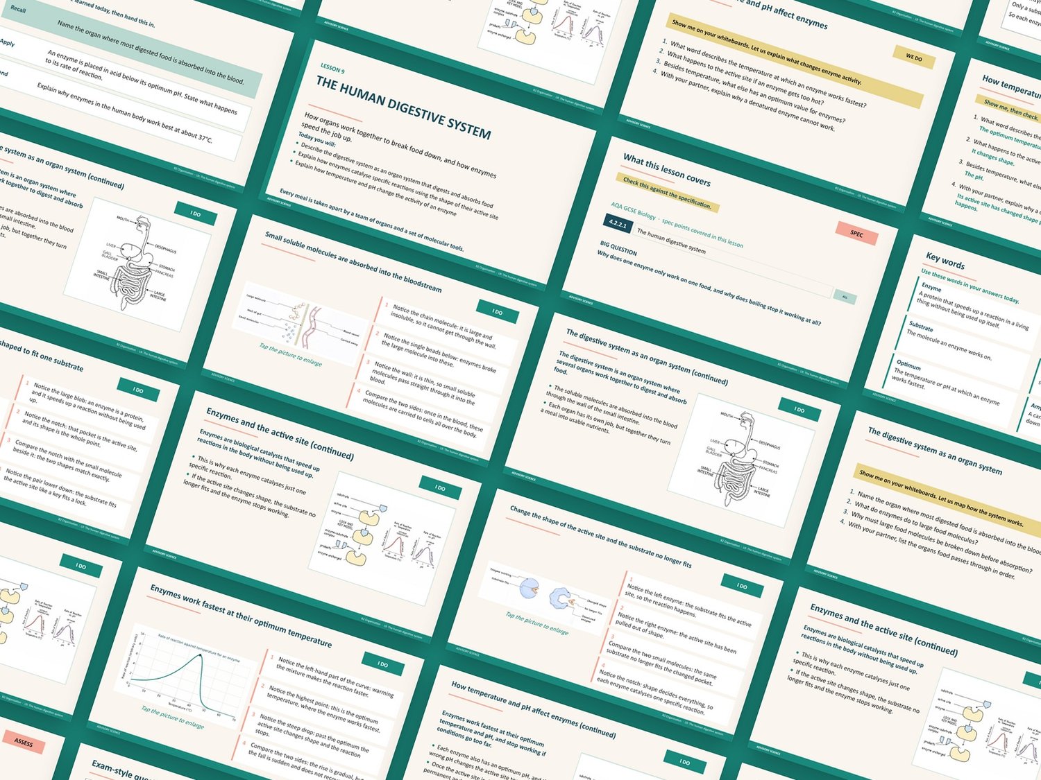 Organisation Lessons PowerPoint | AQA GCSE Biology B2 8461, 12 Lessons: preview page 2 of 3