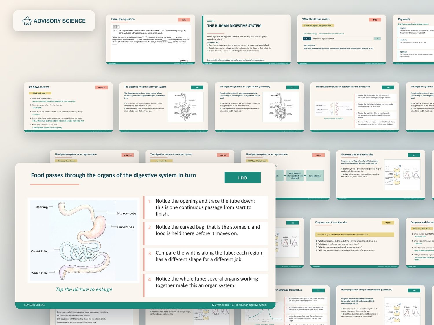 Organisation Lessons PowerPoint | AQA GCSE Biology B2 8461, 12 Lessons: preview page 3 of 3