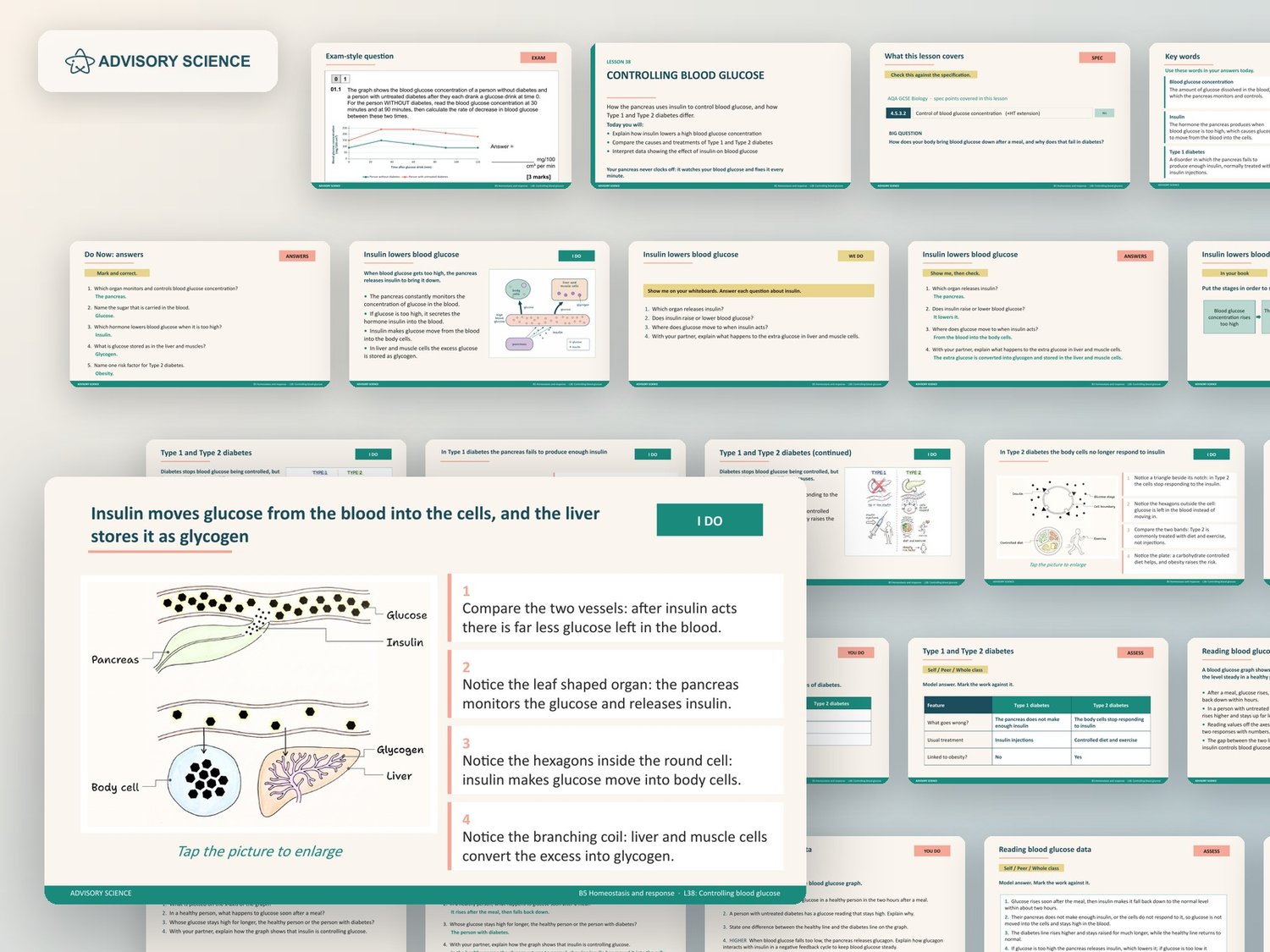 Homeostasis and Response Lessons PowerPoint | AQA GCSE Biology B5 8461, 14 Lessons: preview page 3 of 3